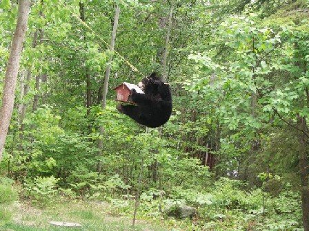 bear2.jpg