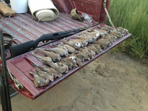 Dove.jpg