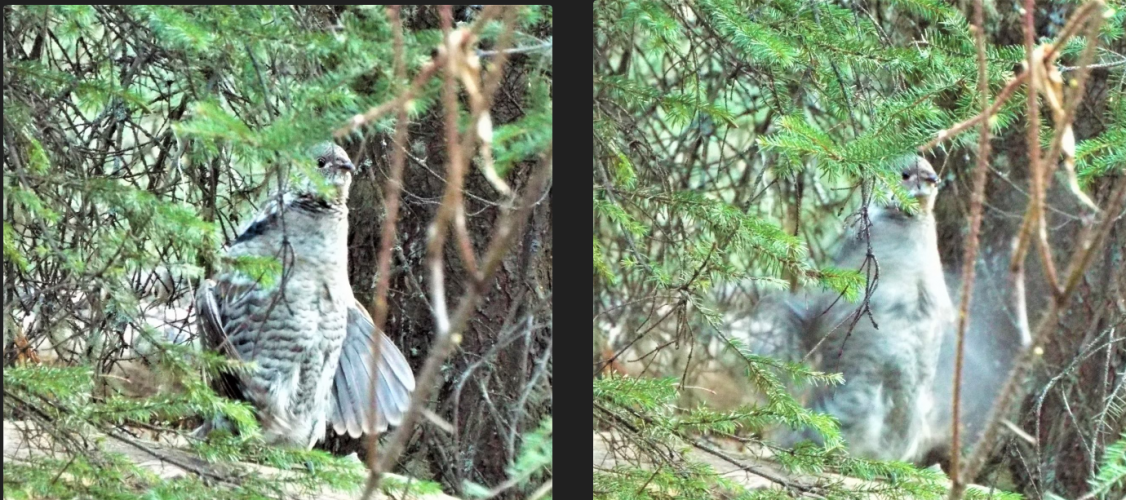 drumming_grouse.png