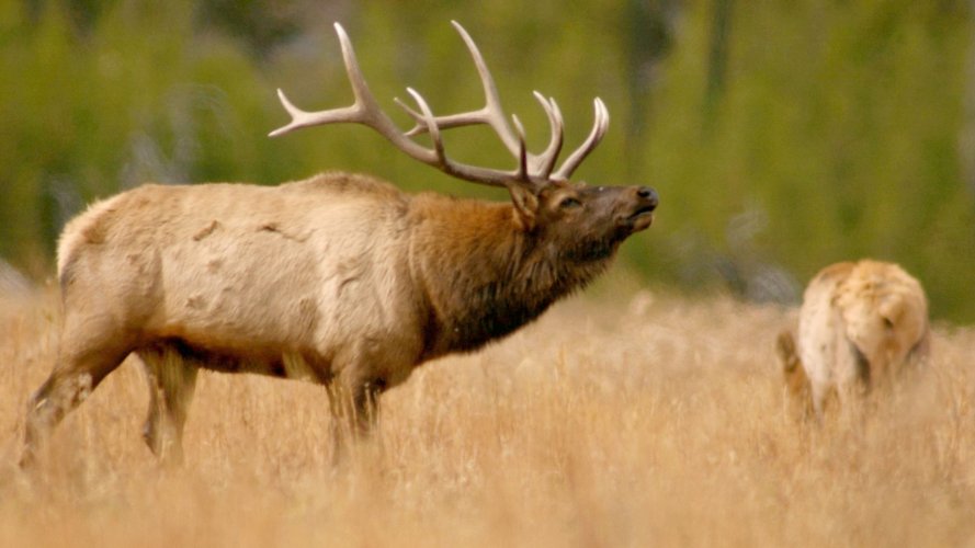 bull-elk-1.jpg bull-elk-1.jpg
