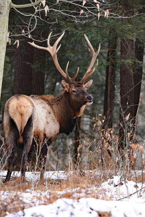 bull-elk-ralph-scherder.jpg bull-elk-ralph-scherder.jpg
