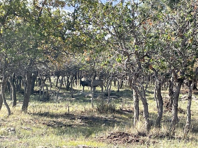 Scrub oak deer.jpg Scrub oak deer.jpg