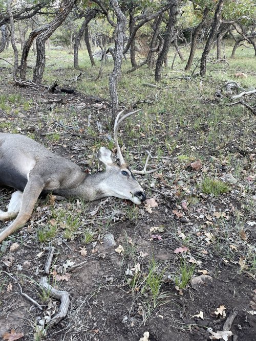 2022 SJ deer.jpg 2022 SJ deer.jpg