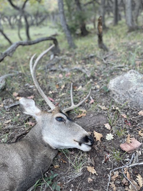 2022 SJ Deer2.jpg 2022 SJ Deer2.jpg