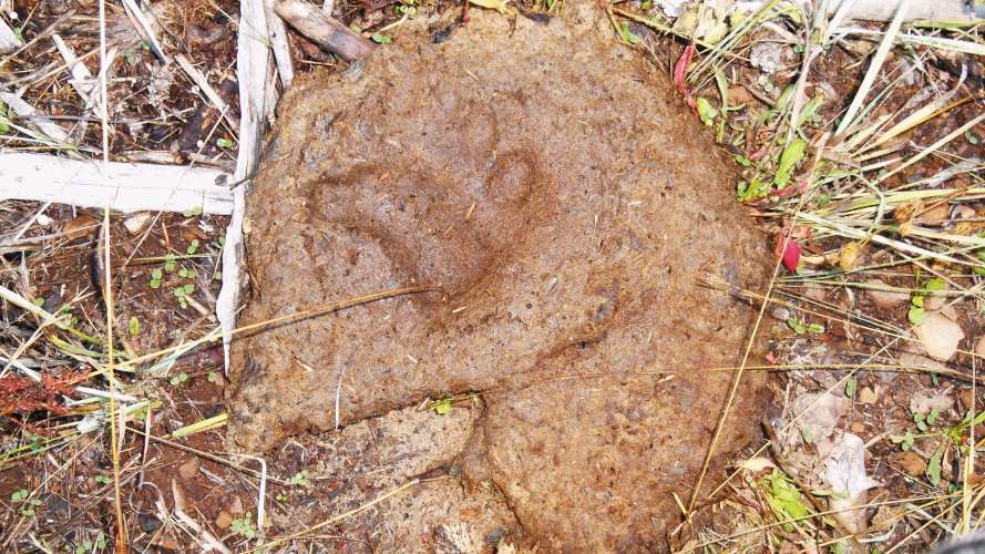 BEAR TRACK POOP.JPG