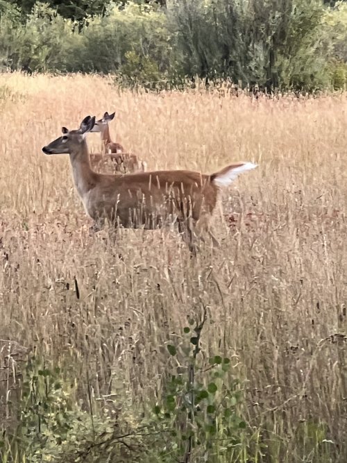 BD01E8F2-1845-43AD-8FFA-3D3704A0D562.jpeg BD01E8F2-1845-43AD-8FFA-3D3704A0D562.jpeg