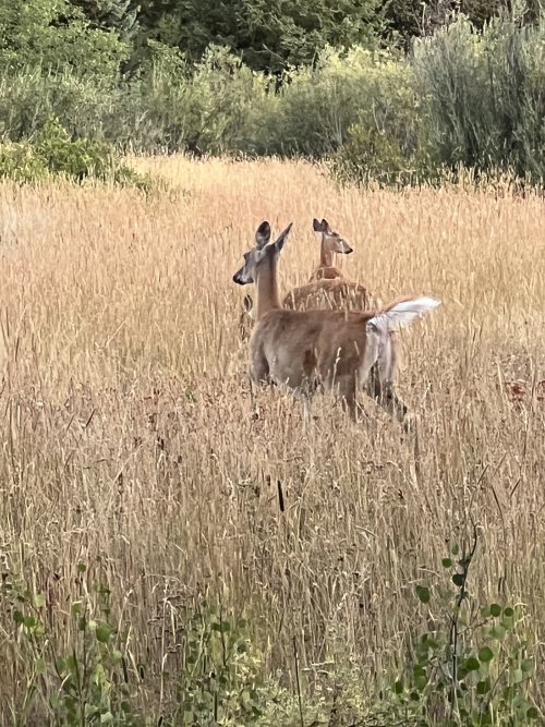 F350850D-3BF3-4FC4-804C-0224C5C8E00D.jpeg F350850D-3BF3-4FC4-804C-0224C5C8E00D.jpeg