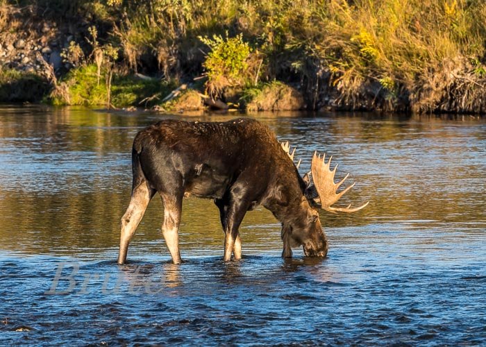 Moose September 2022 a-0301.JPG