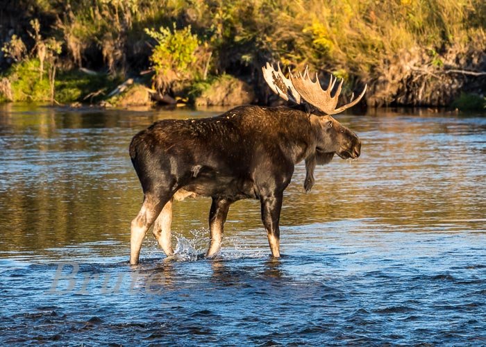 Moose September 2022 a-0302.JPG