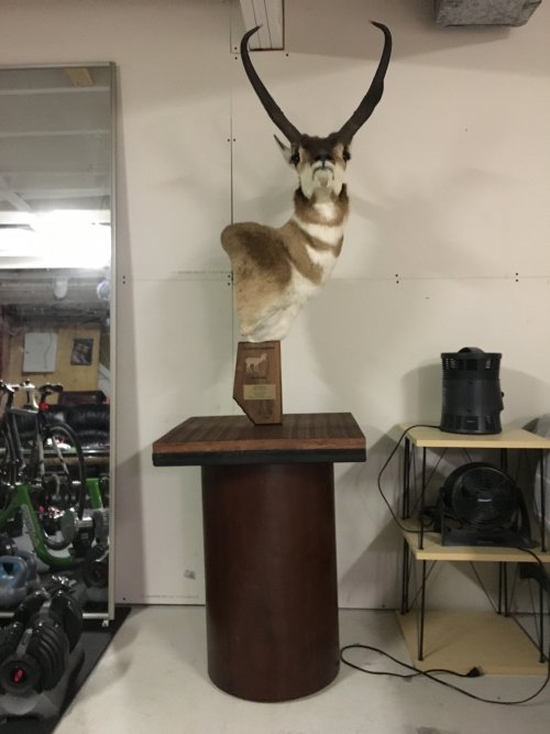 antelope pedestal.jpg antelope pedestal.jpg