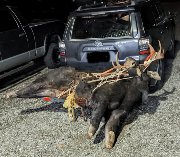 Moose-Ride.jpg Moose-Ride.jpg