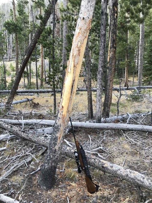 Monster moose rub tree.jpg