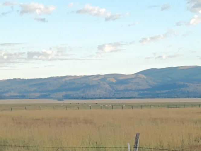 idpronghorn.jpg idpronghorn.jpg