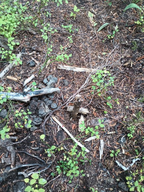 elkblood.jpg elkblood.jpg