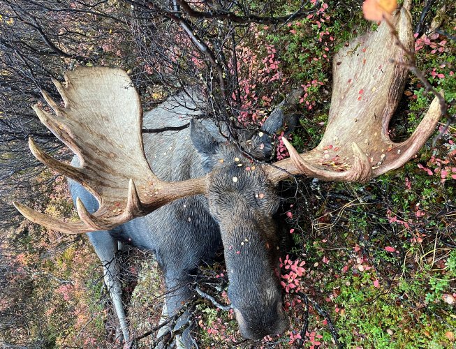 Alaska Moose.JPG Alaska Moose.JPG