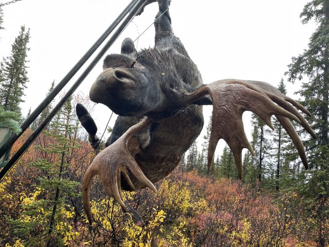 moose lift.JPG moose lift.JPG