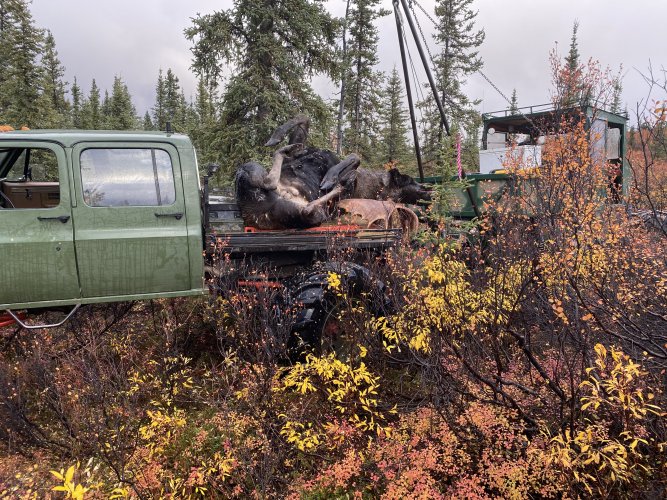 Hauling Moose 1.JPG Hauling Moose 1.JPG