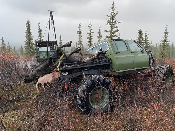 Hauling Moose 3.JPG