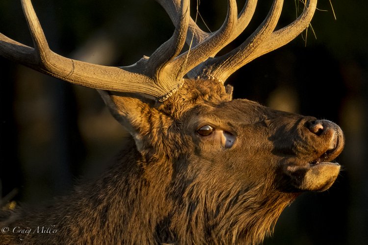 Elk-303.jpg Elk-303.jpg