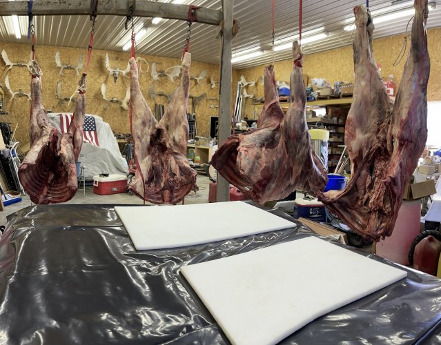 Cutting moose.jpg Cutting moose.jpg
