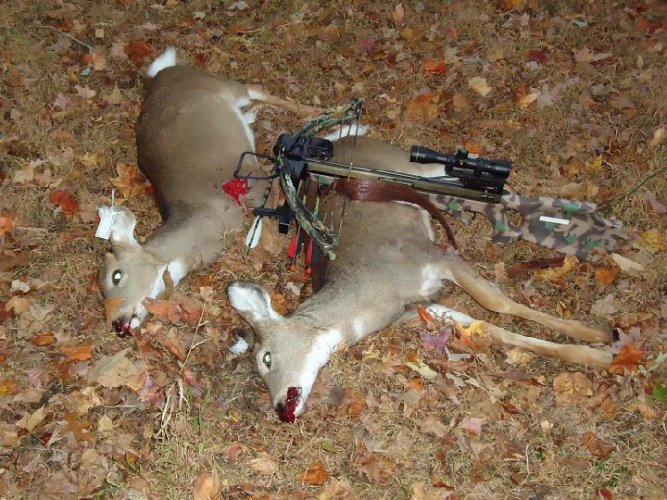deer X 2.JPG deer X 2.JPG
