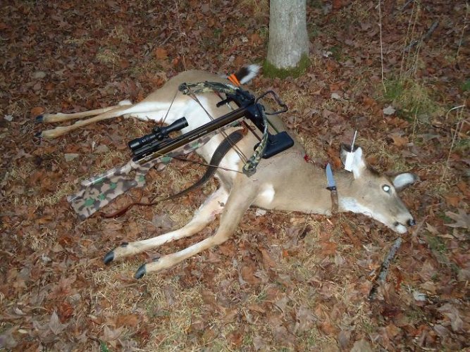 DEC doe.JPG DEC doe.JPG
