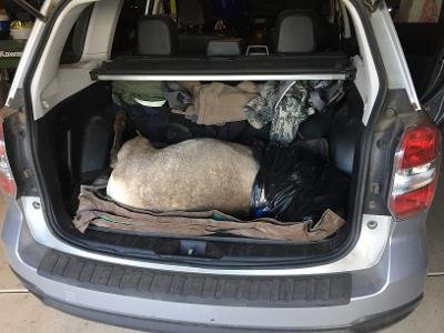 Sheep subie.jpg