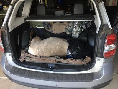 Sheep subie.jpg Sheep subie.jpg