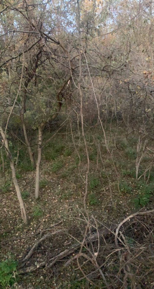 A005DE74-B4BB-4E11-BEAF-0FE480C7A3FA.jpeg A005DE74-B4BB-4E11-BEAF-0FE480C7A3FA.jpeg
