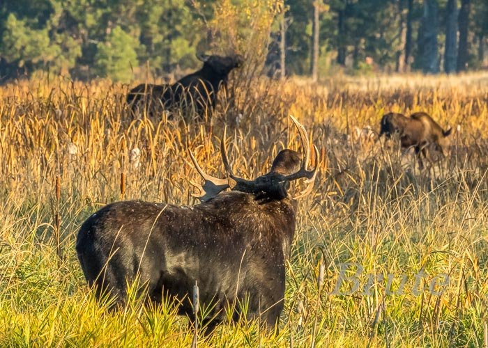 Moose October 2022 a-0726.JPG