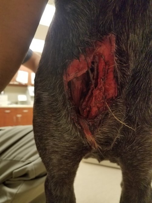 Oakley wound Dec 2018.jpg Oakley wound Dec 2018.jpg