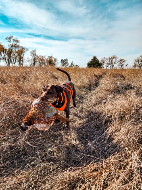 Tikka First Pheasant.jpg