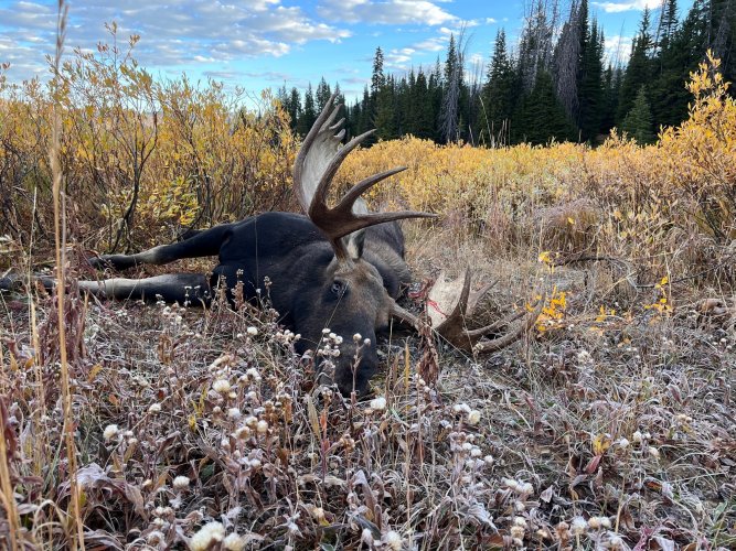 moose 4.jpg moose 4.jpg