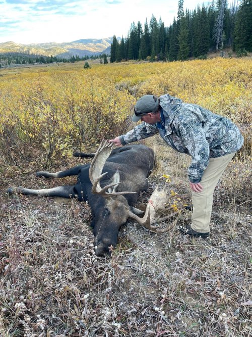 moose 5.jpg moose 5.jpg