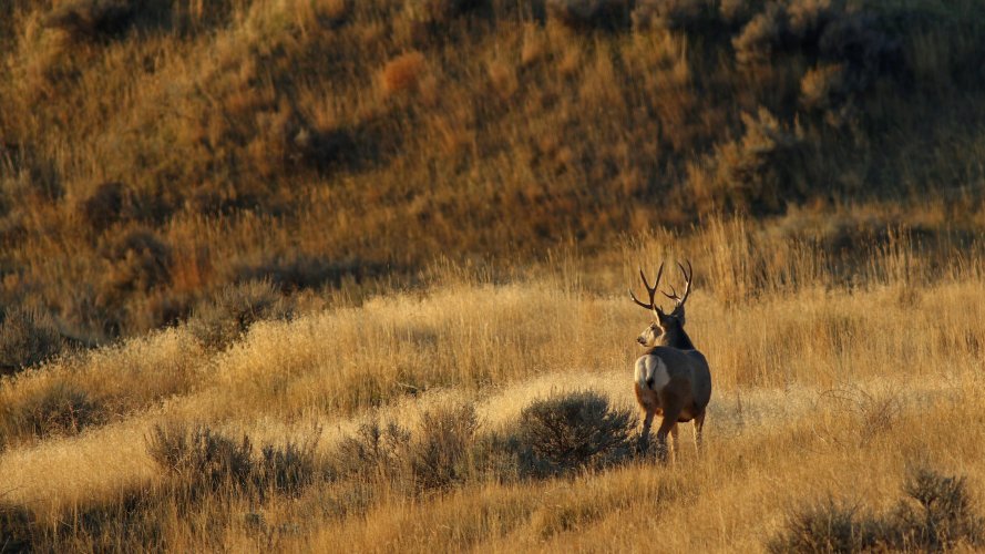 Morning Muley.jpg