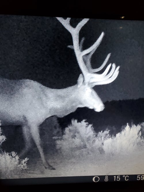 8421elk.jpg