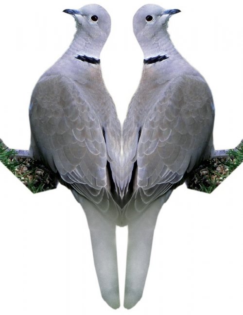 eurasian-collared-dove-decoy2-web.jpg