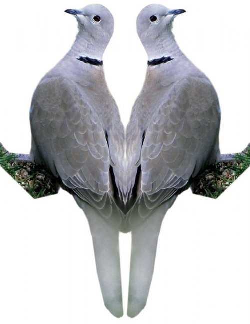 eurasian-collared-dove-decoy2-web.jpg eurasian-collared-dove-decoy2-web.jpg