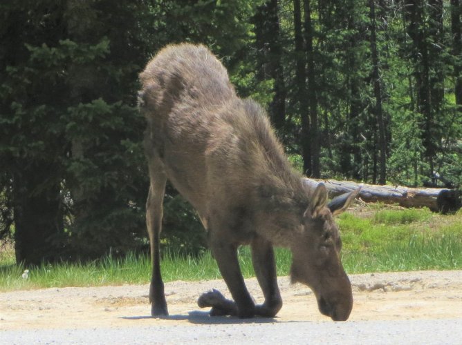Moose muddy pass.JPG Moose muddy pass.JPG