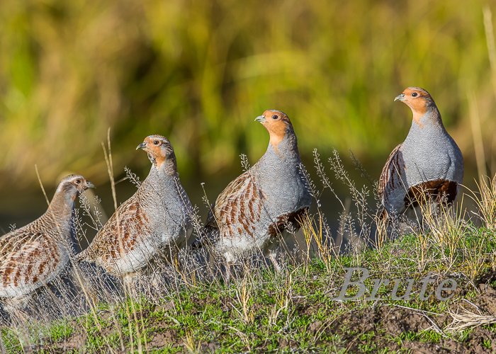 Hungarian Partridge November 2016 a-3034.JPG