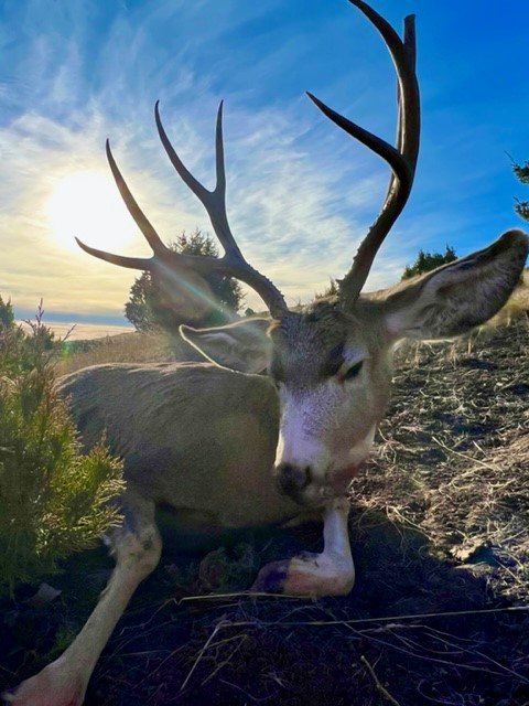 Montana Muley 2.jpg Montana Muley 2.jpg