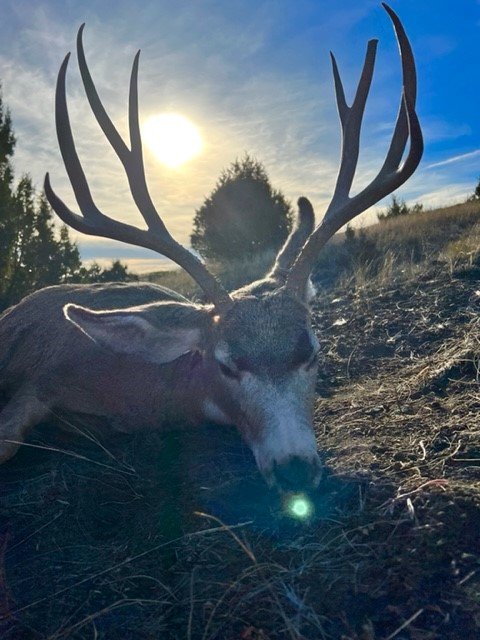 Montana Muley 3.jpg Montana Muley 3.jpg