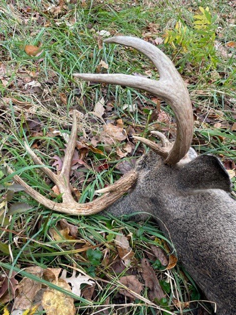 buckback.jpg buckback.jpg
