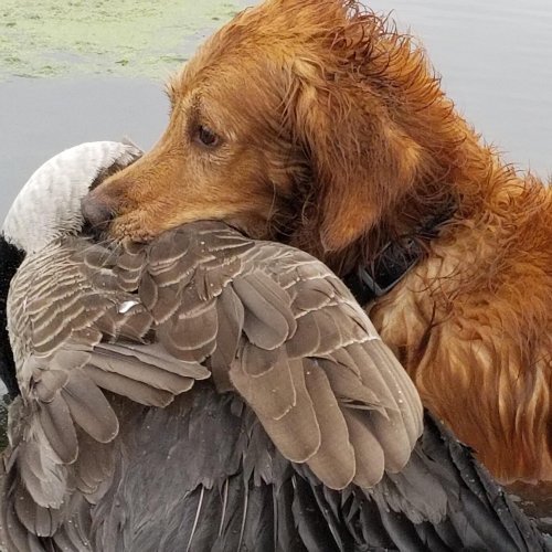 2018 Gus and First Goose.jpg