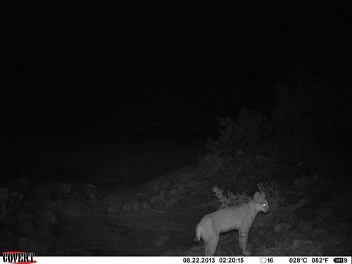Geo Divide trail cam Aug 2013 2723.jpg