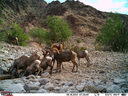 North Gila trail cam August 2013 759.jpg