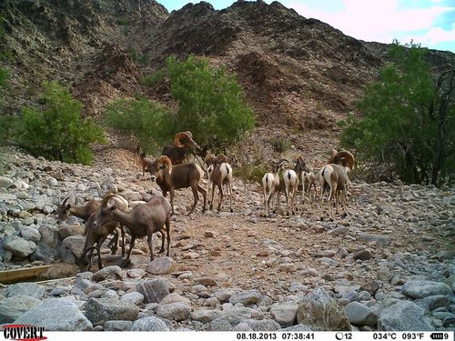 North Gila trail cam August 2013 761.jpg