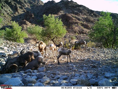 North Gila trail cam August 2013 970.jpg