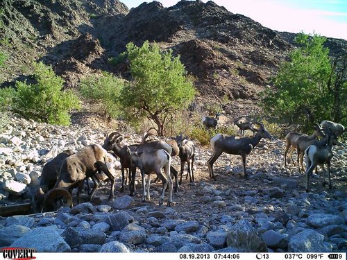 North Gila trail cam August 2013 999.jpg