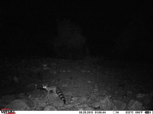 North Gila trail cam August 2013 1212.jpg